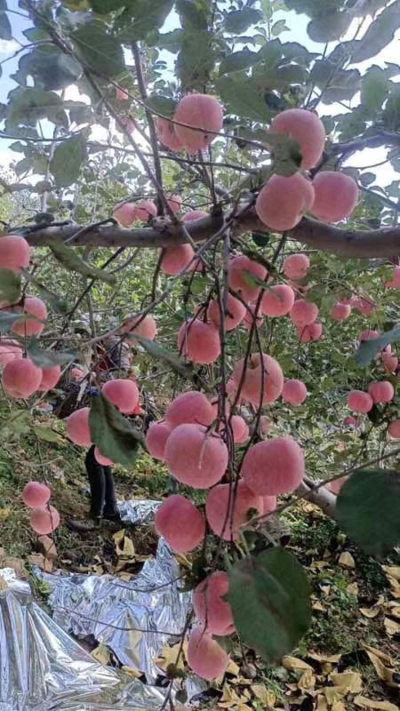 优质货源，山地片红条红富士