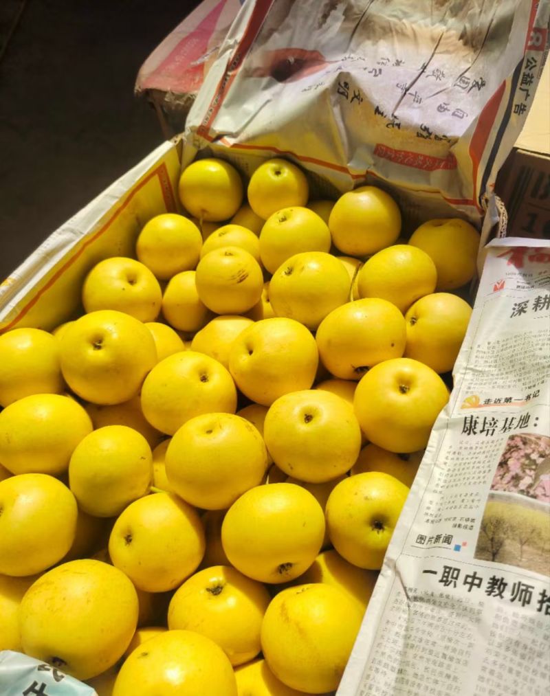 旱圪墚果园香水小白梨