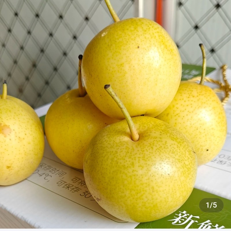 旱圪墚果园香水小白梨