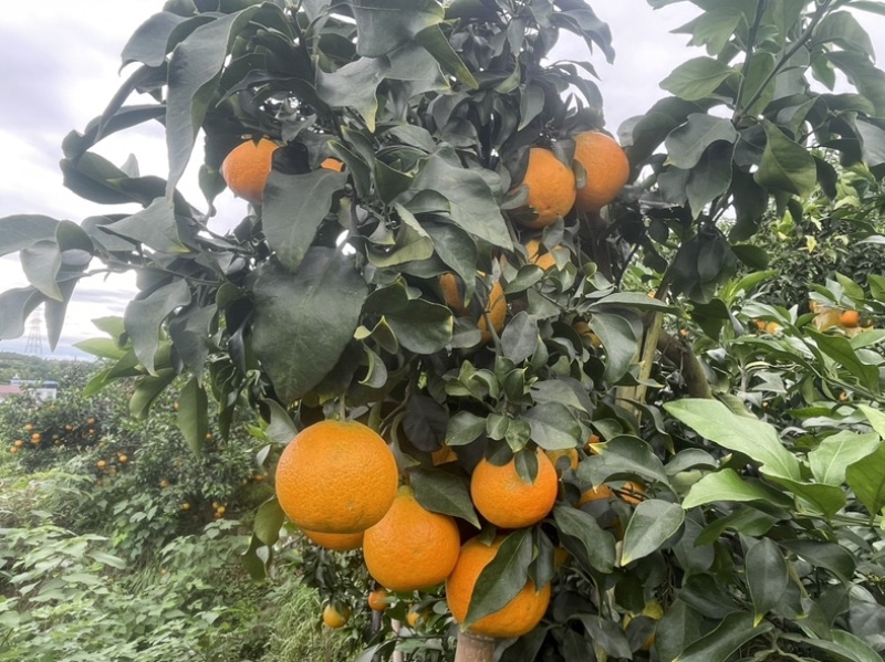 爱媛橙