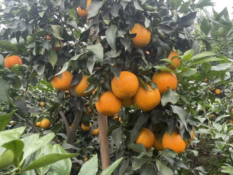 爱媛橙