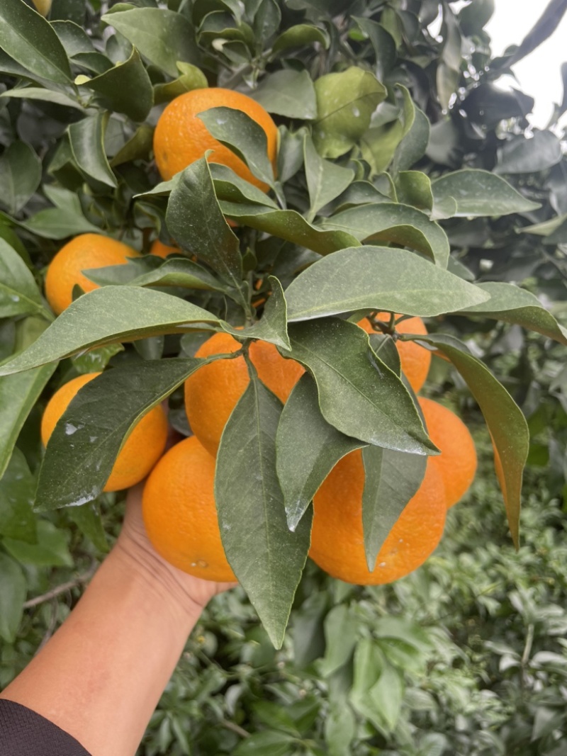 爱媛橙