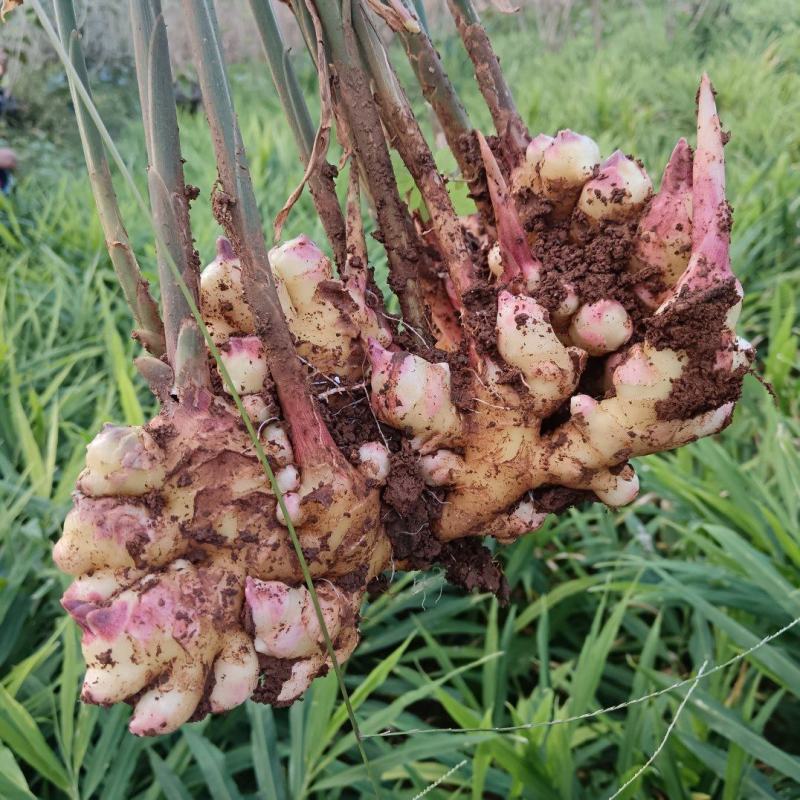 四川凉山精品小黄姜