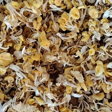 2025年鸡油菌榆黄菇菜花菇现货全国发货有鲜货和干货
