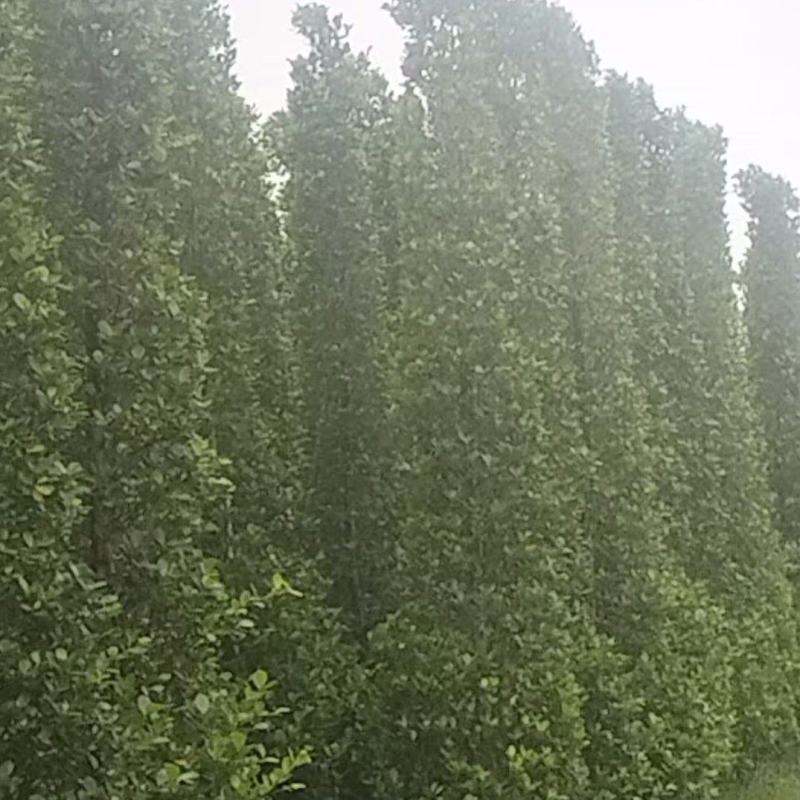 金钱榕