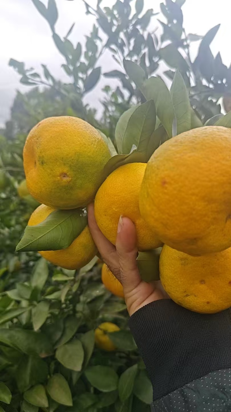 新津蜜橘
