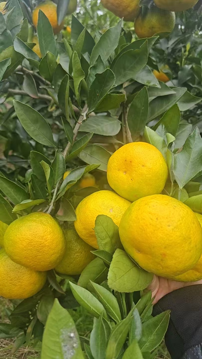 新津蜜橘