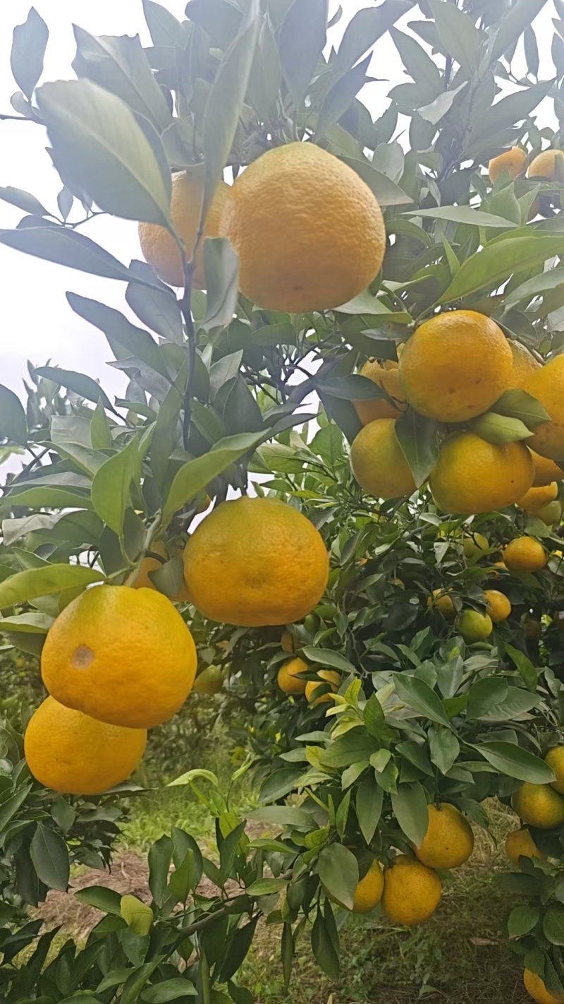 新津蜜橘