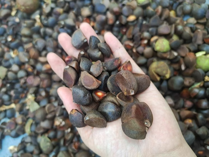 农户自种自榨的茶油