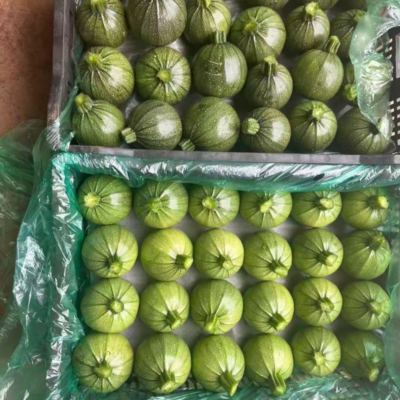 云南新鲜嫩南瓜小瓜圆西葫芦