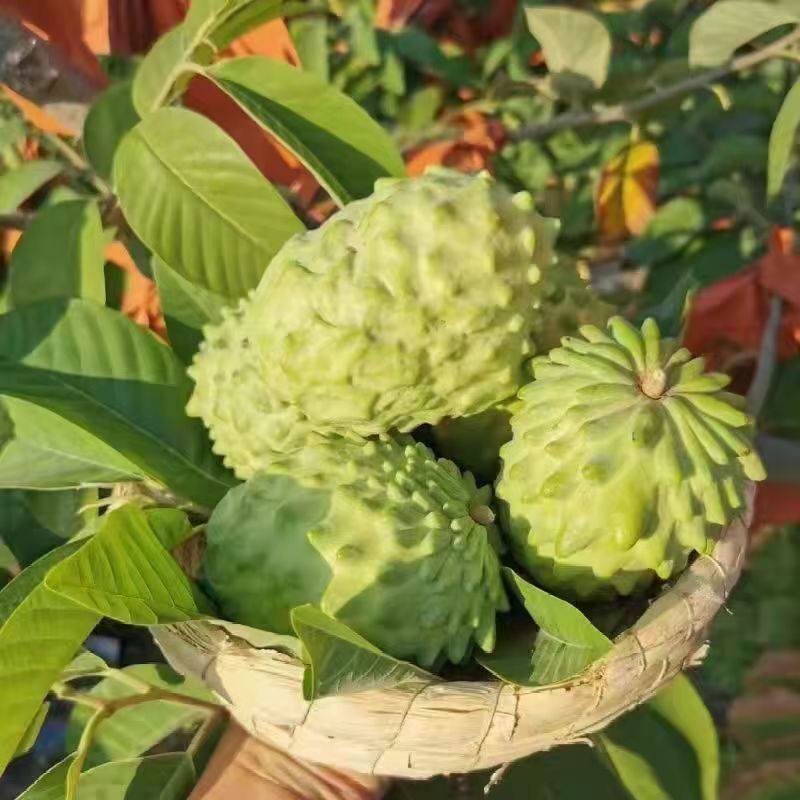 云南释迦果牛奶水果番石榴罕见水果凤梨