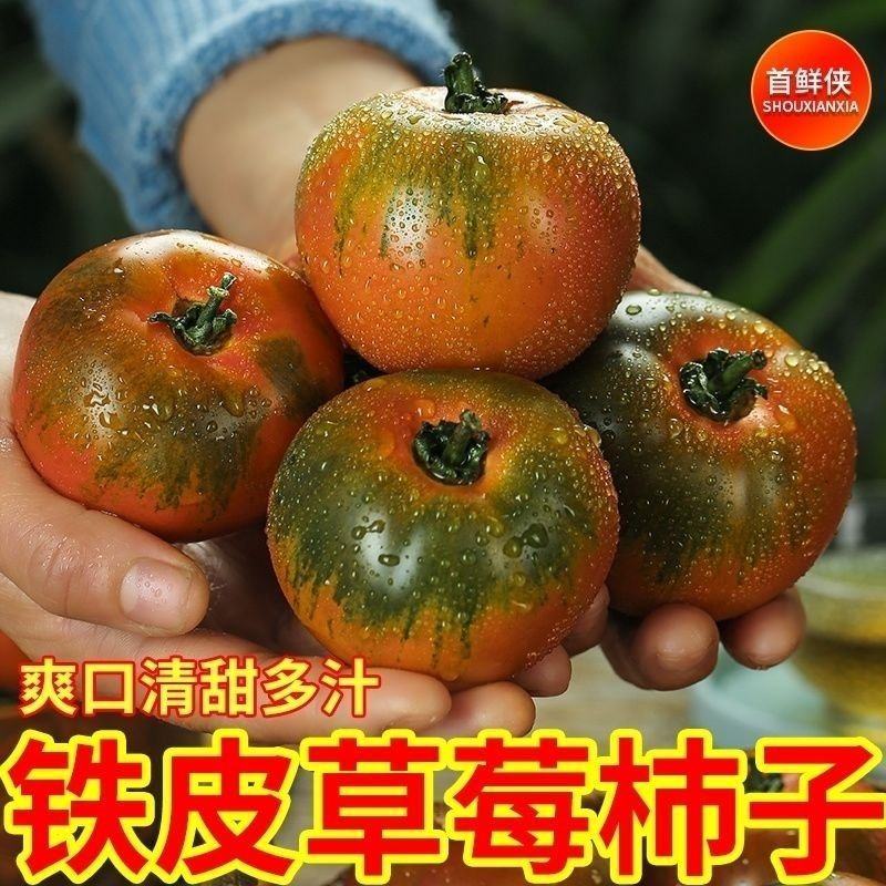 云南新鲜草莓柿子草莓番茄当季蔬菜铁皮草莓柿子清甜多汁