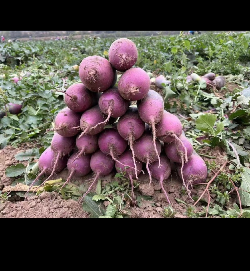 山东紫萝卜，冰糖心萝卜，水果萝卜！一件代发，直供电商现货