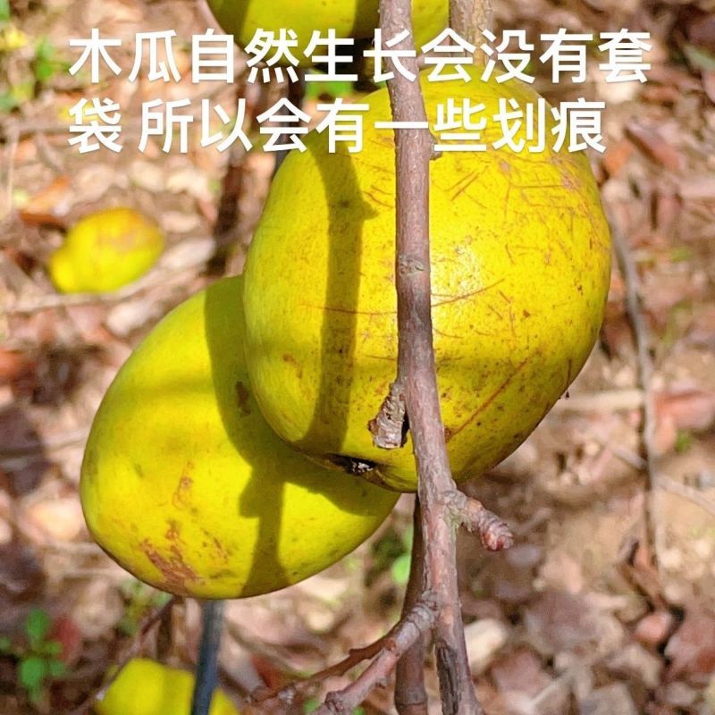 木瓜