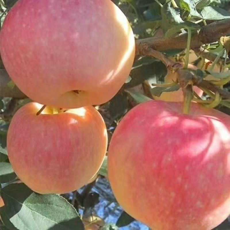 红富士苹果一件代发对接全平台