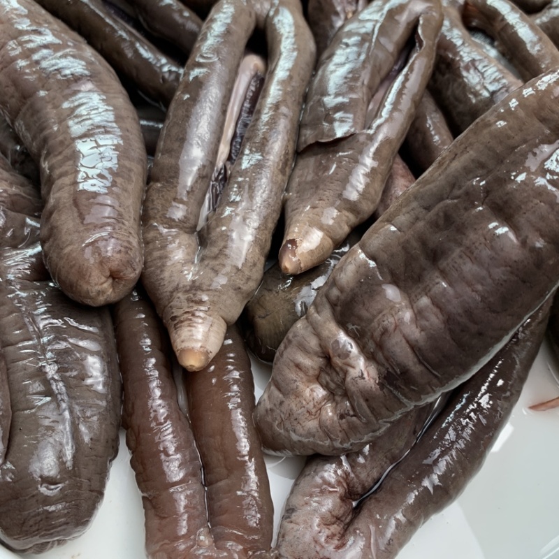 国产深海乌参大乌参海茄参即食海参冷冻参酒店食材餐饮