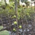 彩虹花皮无花果苗一共有3-4百棵左右（可自提）