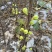 彩虹花皮无花果苗一共有3-4百棵左右（可自提）