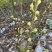 彩虹花皮无花果苗一共有3-4百棵左右（可自提）
