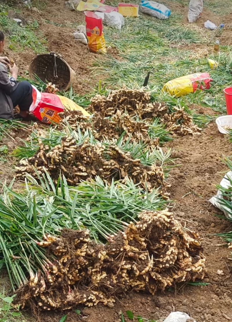 精品姜