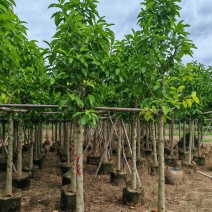 5-10公分白玉兰袋苗有量供应