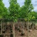 5-10公分白玉兰袋苗有量供应