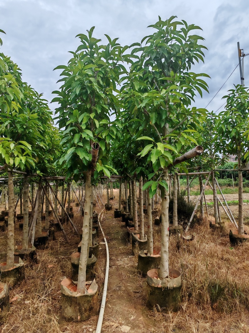 5-10公分白玉兰袋苗有量供应
