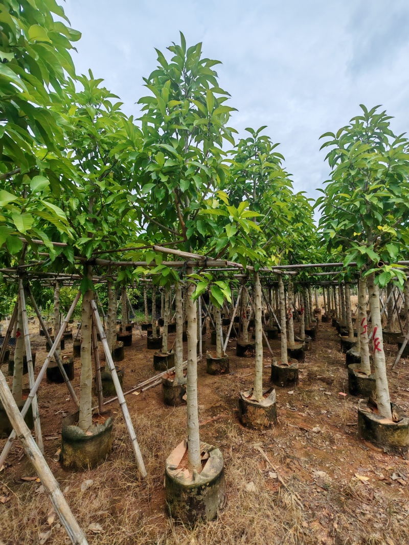 5-10公分白玉兰袋苗有量供应