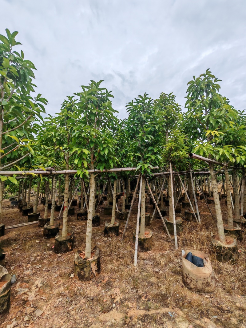 5-10公分白玉兰袋苗有量供应