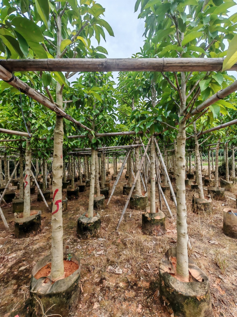 5-10公分白玉兰袋苗有量供应