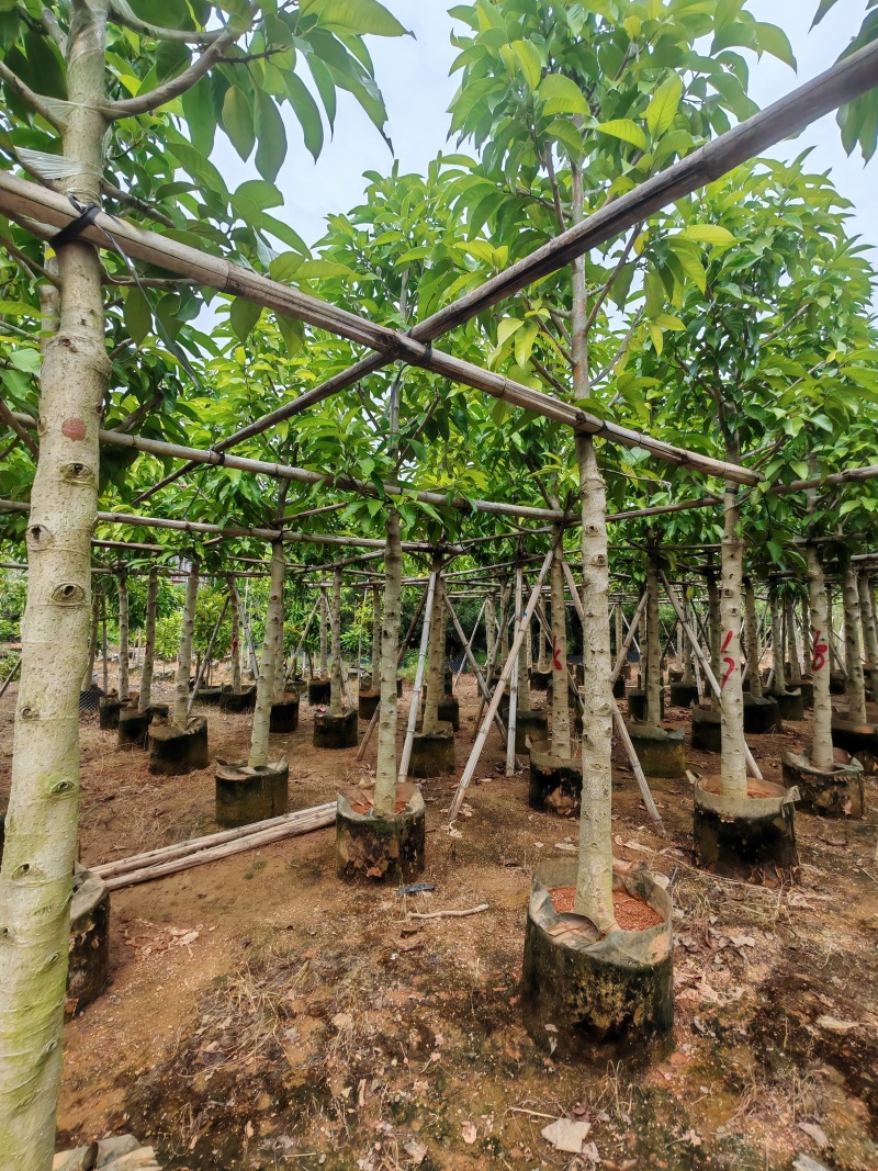 5-10公分白玉兰袋苗有量供应