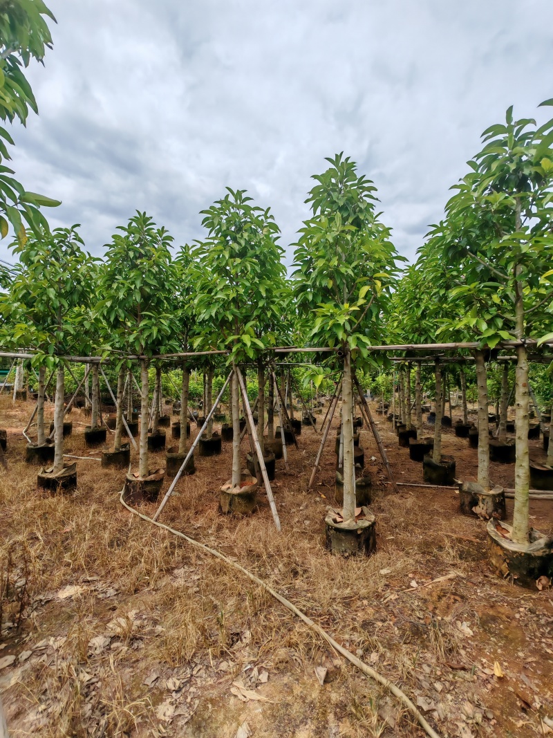 5-10公分白玉兰袋苗有量供应