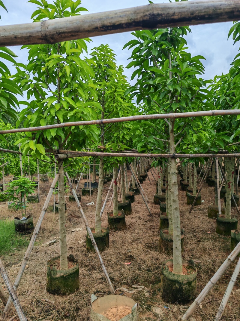 5-10公分白玉兰袋苗有量供应