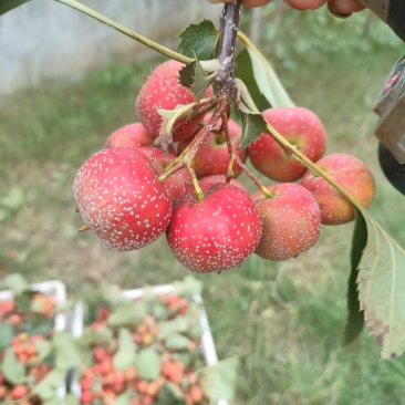 山楂