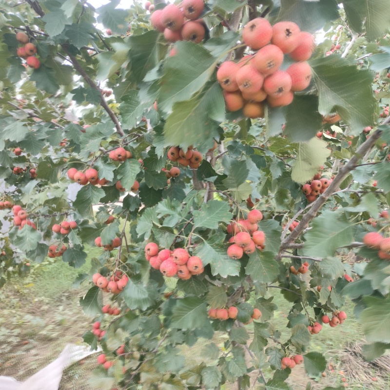 山楂
