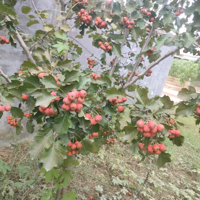 山楂