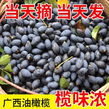 油橄榄，黑橄榄，广西野生黑橄榄