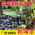 油橄榄，黑橄榄，广西野生黑橄榄