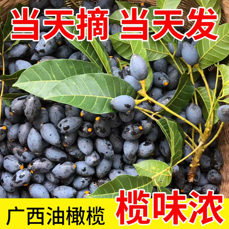 油橄榄，黑橄榄，广西野生黑橄榄