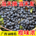 油橄榄，黑橄榄，广西野生黑橄榄