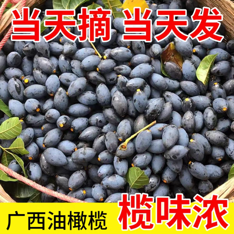 油橄榄，黑橄榄，广西野生黑橄榄