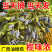 油橄榄，黑橄榄，广西野生黑橄榄