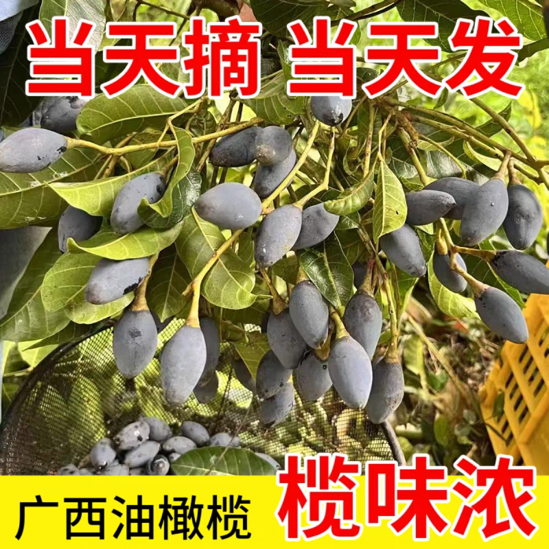 油橄榄，黑橄榄，广西野生黑橄榄