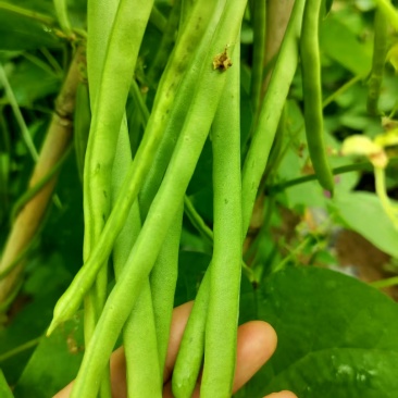 贵州白条豆角