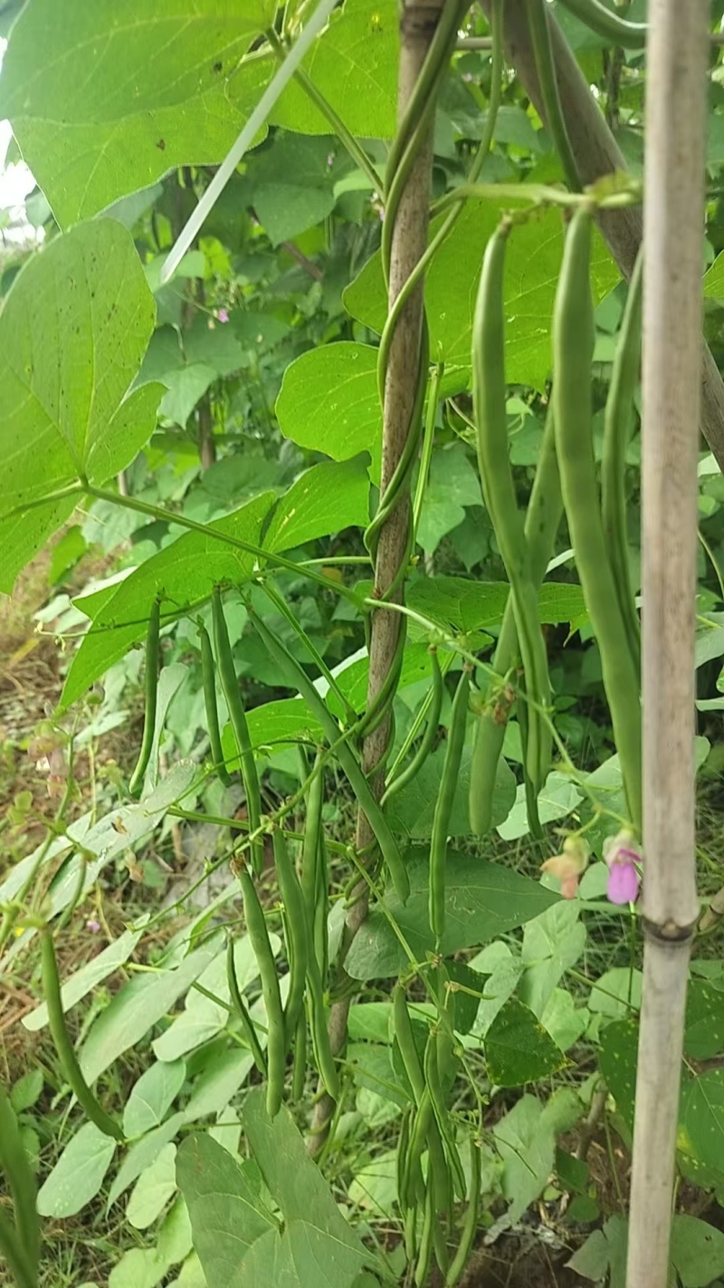 贵州白条豆角