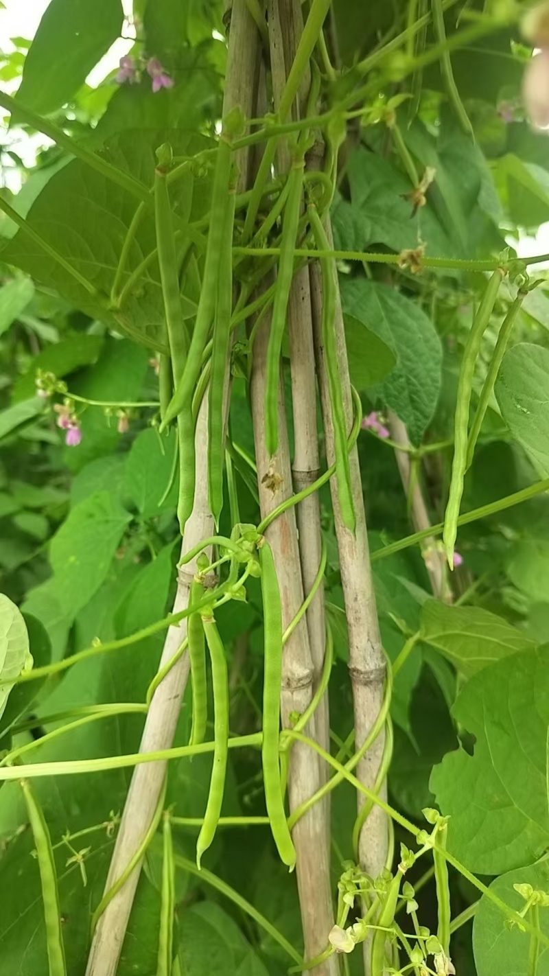 贵州白条豆角