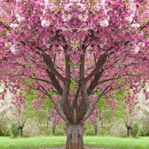 樱花