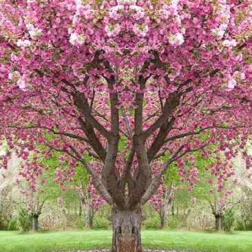 樱花