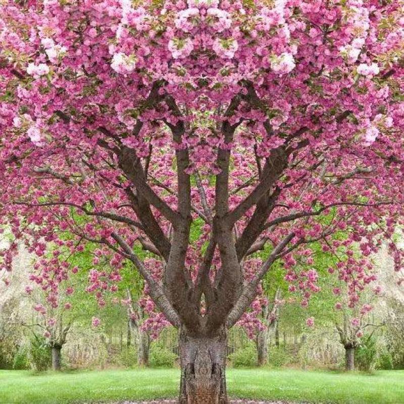 樱花