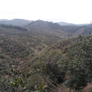 湘西山茶油